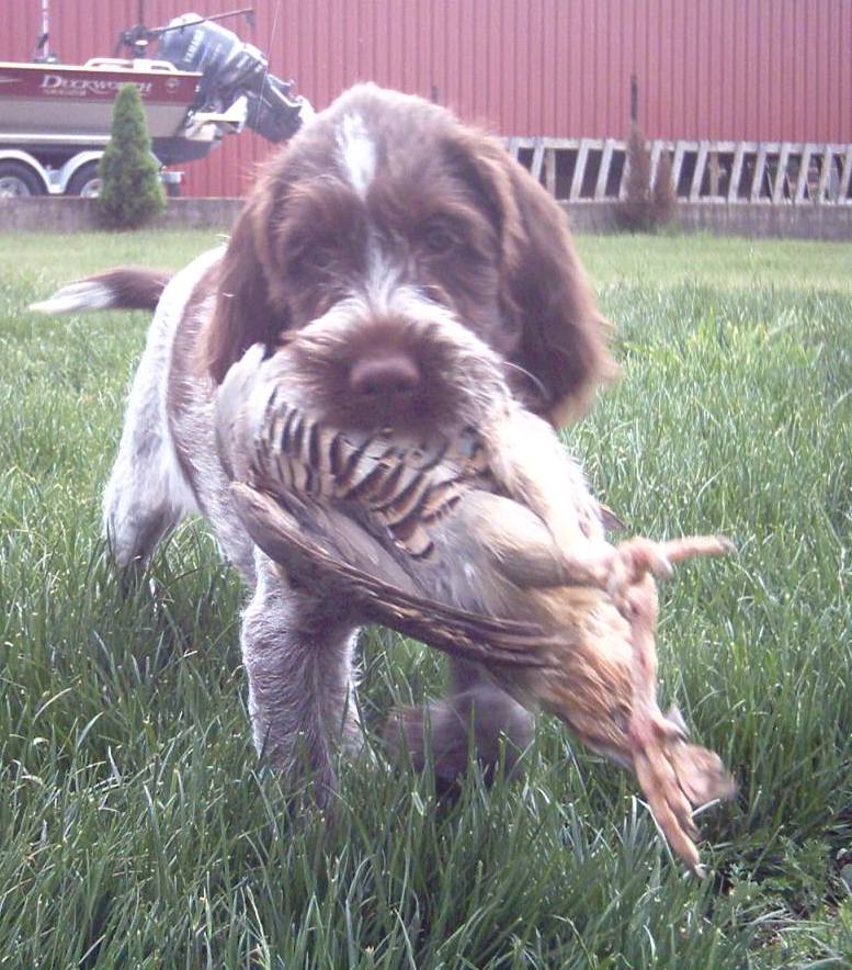 Wirehaired pointing 2024 griffon puppies